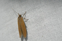 Holcocera immaculella