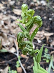 Pterostylis sanguinea