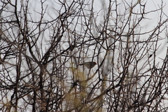 Cisticola fulvicapilla fulvicapilla