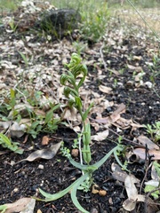 Pterostylis sanguinea