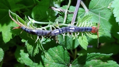 Scolopendra mutilans