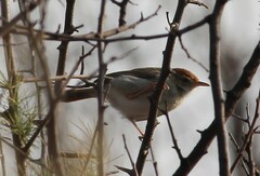 Cisticola fulvicapilla fulvicapilla