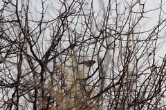 Cisticola fulvicapilla fulvicapilla