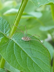 Rilaena triangularis