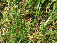 Coenonympha pamphilus