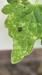 Ectmetopterus micantulus