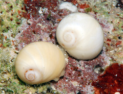 Natica arachnoidea