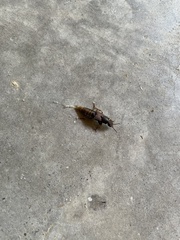 Platydracus maculosus