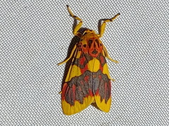 Barsine rubricostata