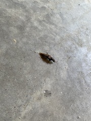 Platydracus maculosus