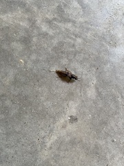 Platydracus maculosus