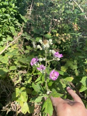 Rubus creticus