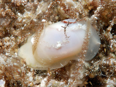 Natica arachnoidea