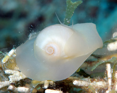 Natica arachnoidea