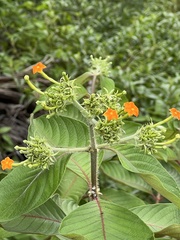 Mussaenda macrophylla
