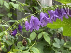Campanula rapunculoides