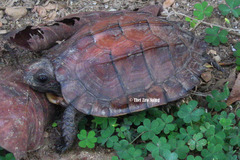 Keeled Box Turtle photo 3