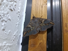 Ischyja manlia