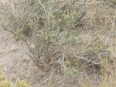 Junellia seriphioides