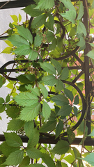 Parthenocissus inserta