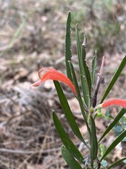 Adenanthos barbiger