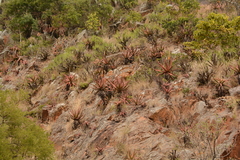 Aloe spicata