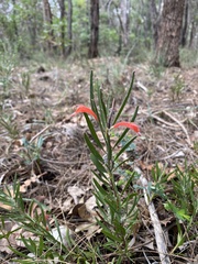 Adenanthos barbiger
