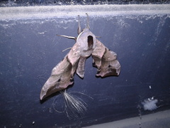 Smerinthus ocellata