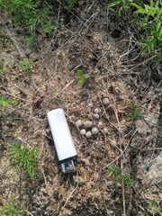 Sylvilagus cunicularius