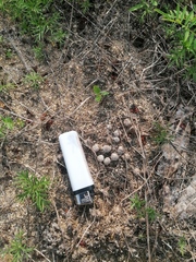 Sylvilagus cunicularius