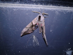 Smerinthus ocellata