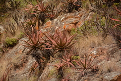 Aloe spicata