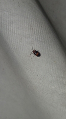 Monolepta rubrofasciata