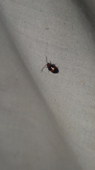 Monolepta rubrofasciata