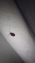 Monolepta rubrofasciata