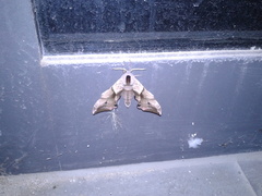 Smerinthus ocellata