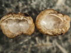 Caryomyia tuberculata