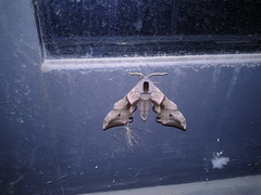 Smerinthus ocellata