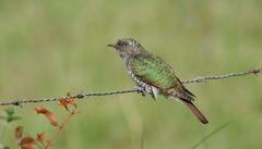 Chrysococcyx cupreus