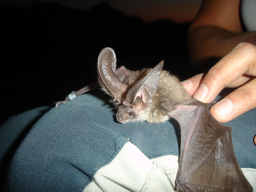 Canary Big-eared Bat (Plecotus teneriffae) — Critically Endangered Mammalia