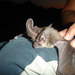 Canary Big-eared Bat - Photo (c) Profundezas, some rights reserved (CC BY-NC-ND)