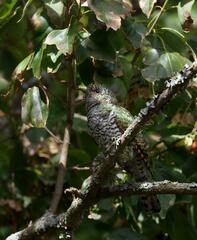 Chrysococcyx cupreus