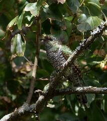 Chrysococcyx cupreus