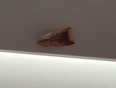 Tachystola acroxantha