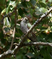 Chrysococcyx cupreus