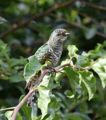 Chrysococcyx cupreus