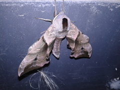 Smerinthus ocellata