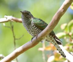 Chrysococcyx cupreus