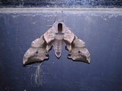 Smerinthus ocellata