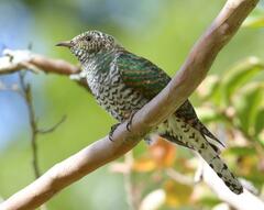 Chrysococcyx cupreus